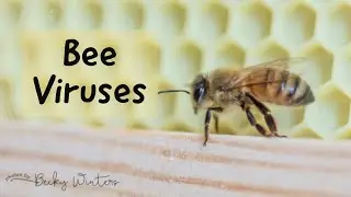 Bee Viruses