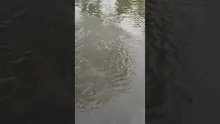 Relaxing village pond water flow.