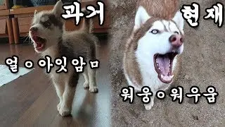 삐져서 말대꾸하는 강아지 아기때부터 현재까지 알아보자