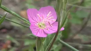 30秒の心象風景3452・赤い花びら～アカバナユウゲショウ～