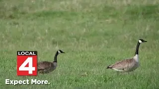 Why Michigan is now KILLING Canadian geese