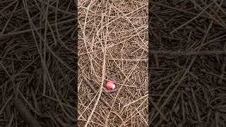 PINK CORN