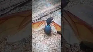 Formiga explodindo meme 🤣 #shorts #insects