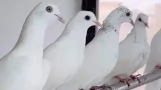 Viral video#trendingshorts Punjabi kabutar 🕊️#pigeon  🫰#bird 🕊️ pigeon viral video 🕊️🕊️