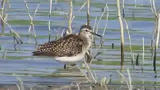 Wood Sandpiper (Tringa glareola)  &Lambda;&alpha;&sigma;&pi;ό&tau;&rho;&upsilon;&gamma;&gamma;&alpha;&sigmaf; - Kouklia Dam 19/9/2019 - Cyprus