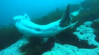 Scuba Diving in Antarctica with Leopard Seals