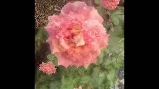 Rose flowers / Peach color 