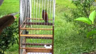 Firered Sporophile Minuta Lorti Rouge & Gris 8.8