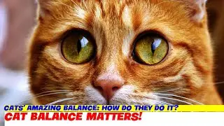 Cats' Amazing Balance: How Do They Do It?