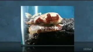 Cone Snail Eats Fish