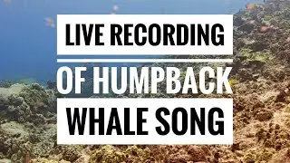 Live Recording Humpback Whale Song ASMR | MEGA Lab Hawaii live Stream #share #youtubeshorts #like