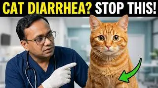 Veterinary Secrets: How to Spot Cat Diarrhea Early! 🐱🩺