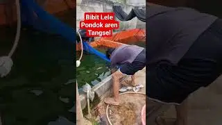 jual bibit Lele pondok aren tangsel
