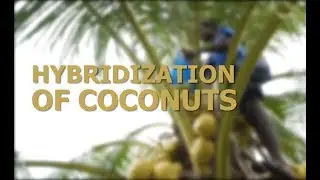 Hybridization of Coconut Palms - 9148152790