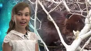 Academy KIDSTV - Путешествие на черепахе №50 (2021)