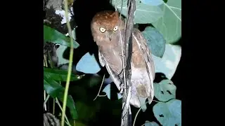 Oriental Scops-Owl - 1 | Bird | Bird Watching | Wildlife | Kamorta Island | india