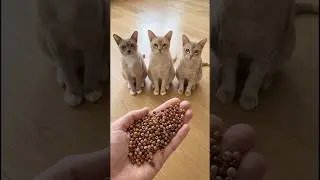 3 Curious Cats Mesmerized by ASMR Beads 😻 | Ultra Satisfying Cat ASMR #shorts