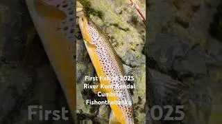 #trout #fishonthebanks #fishing #lakedistrict #kendal #guidedfishing #guide #trout #seatrout #salmon