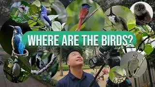 Why There Are No Birds In Vietnam? BIRD FILMING Answer