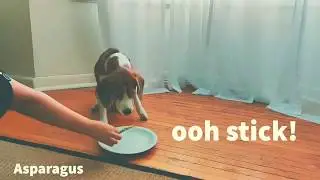 Cute beagle reviews different foods - Taste Test #1