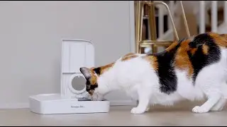 Premier Pet Automatic Timer Pet Feeder - 2 Meal - Quick Overview