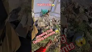 Dhurandhar Boys Unbelievable Dog Catching#dogwithpublicsafety #dog #ytviral #pets #shorts #dogshorts