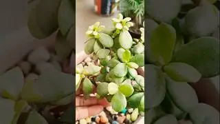 jade 🌱प्लांट्स #nature #gardenplants #plants 🌱🌹