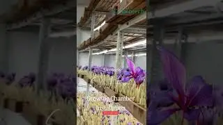 Unlocking Secrets to Successful Saffron Cultivation: Saffron Growing Chamber Revealed!