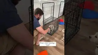 What to Teach your 8-10 Week Old Puppy!