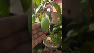 Amrapali mango -1st time fruiting in pot     #amrapalimango #mangoplant #shorts