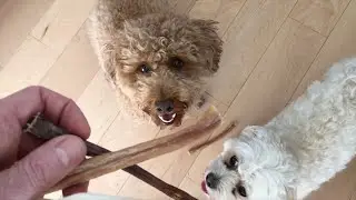 This Dog STEALS TREATS From Other Dogs | Miniature Poodle Teddy Bungoo