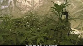 Strawberry Cough Indoor Grow Time Lapse