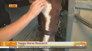 Happy Horse Research
