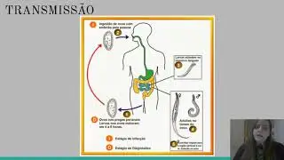 Enterob&iacute;ase - patologia causada por helmintos