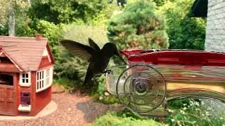 Suction Cup Window Hummingbird Feeder In Action