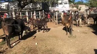 21 de Enero 2026. Tiangue de Nueva Guadalupe 
