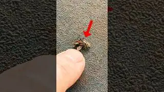 Я думал, что это просто Муха! #spider #fly