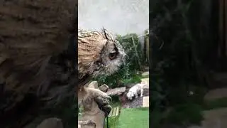 Bengal Eagle Owl