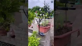 Solar light for Diwali | #diwalidecoration