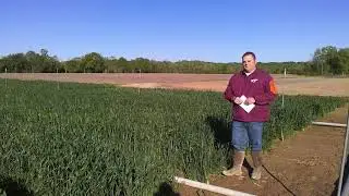 FHB Research and Breeding