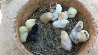 Chicken 🐤 Hen Farming business in my hometown 😲