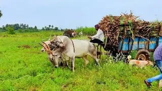 Bullock Cart Ride | Bullock Cart Heavy Load Pulling Performance