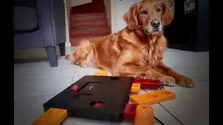 Dog Toy Review: Trixie Training Board Level 3 (Part 1)