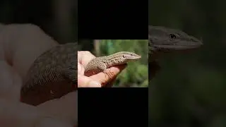 The ridge tailed monitor (Varanus acanthurus)