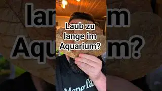 Wie lange darf Laub im Aquarium bleiben? 😲
