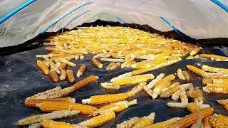 Flint Corn in Maine