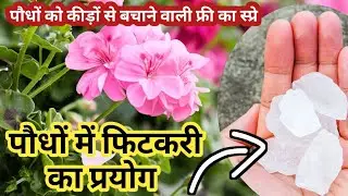 Magic of Alum in Plants // Powerful Uses of Alum in Gardening // Benefits of Alum in Plants