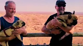 See Frenchie Africa take their French Bulldogs on an African Safari Adventure