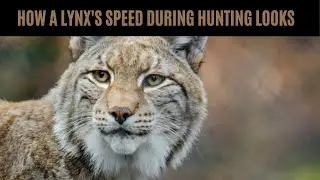 This is how a lynx's speed during hunting looks #Shorts.