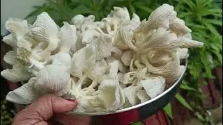കൂൺ ചാകരകണ്ടപ്പോൾ വീട്ടമ്മയെ സഹായിക്കാൻ വീട്ടുകാരും 👍🥰🥰